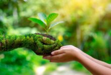 Eco-friendly hotels committed to sustainable practices